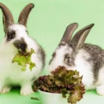 can rabbits eat cabbage
