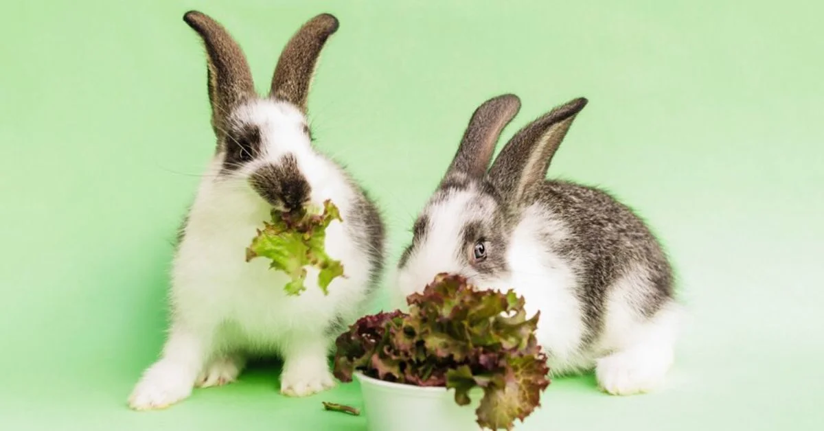 can rabbits eat cabbage