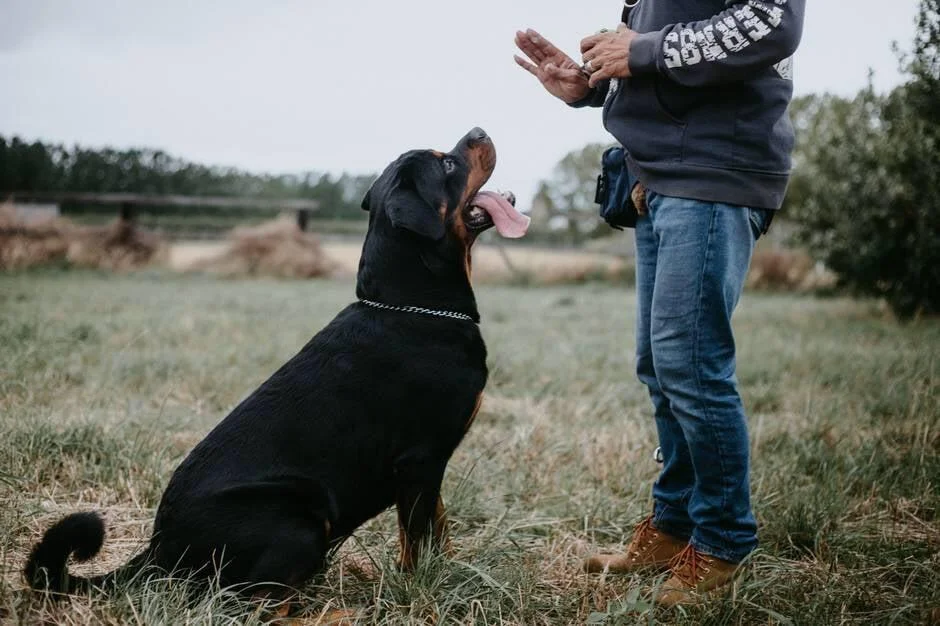 dog training camp