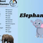 elephant list